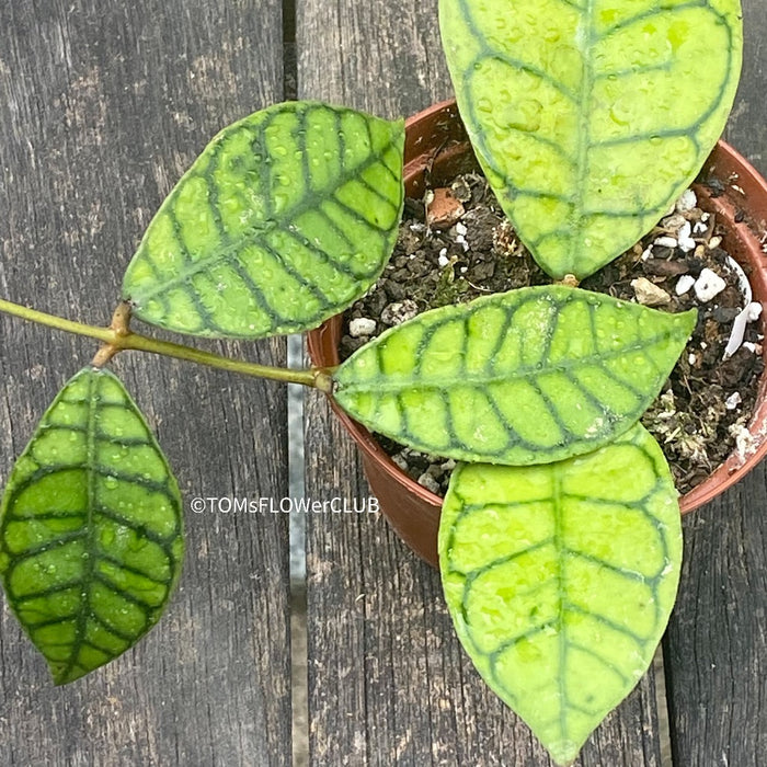 Hoya callistophylla short leaf, organically grown tropical plants for sale at TOMsFLOWer CLUB. 