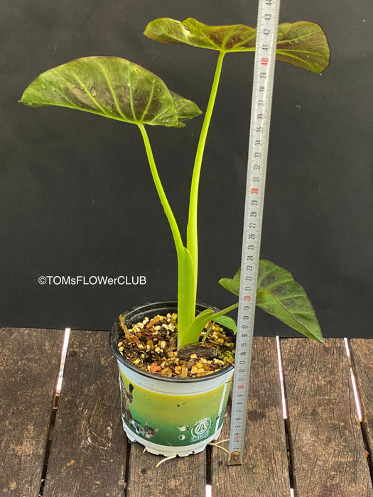 Colocasia Esculenta Aloha, organically grown tropical plants for sale at TOMsFLOWer CLUB.
