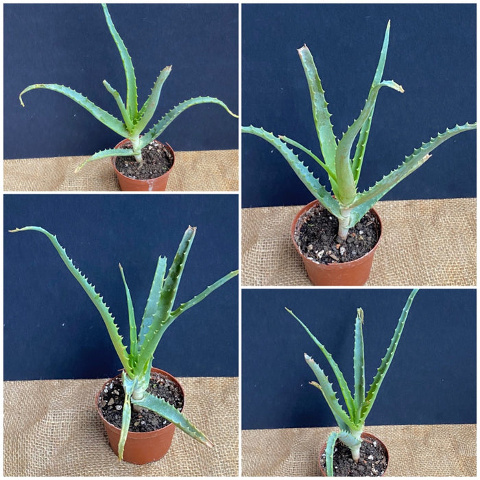 Aloe Arborescens, organically grown succulent plants for sale at TOMs FLOWer CLUB.