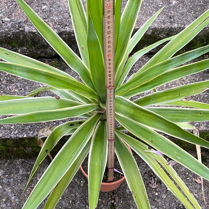 Yucca Elephantipes Variegata, organically grown succulent plants for sale at TOMsFLOWer CLUB.