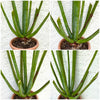Furcraea macdougalii, organically grown succulent plants for sale at TOMsFLOWer CLUB.