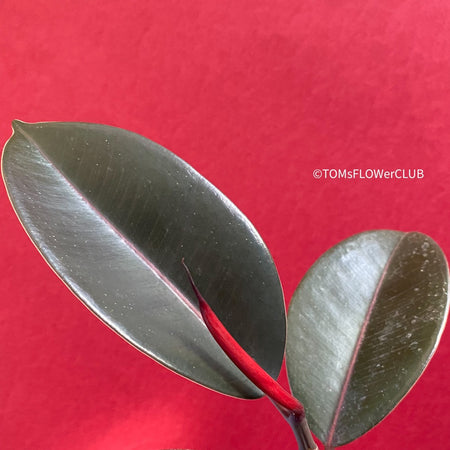 Ficus elastica, organically grown tropical plants for sale at TOMsFLOWer CLUB.