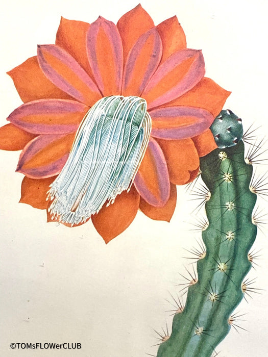Cactus Speciosissimus, Druck, Grafika, etching reproduction on paper, for sale at TOMs FLOWer CLUB.