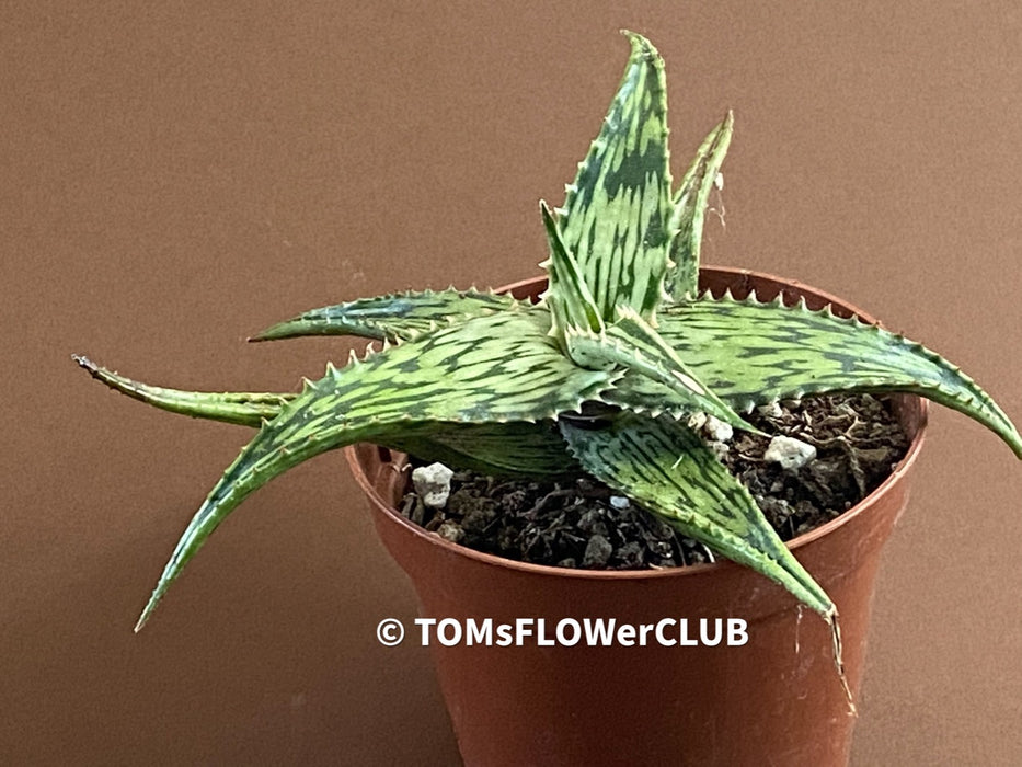 Aloe somaliensis, sun loving succulent plant for sale by TOMsFLOWer CLUB