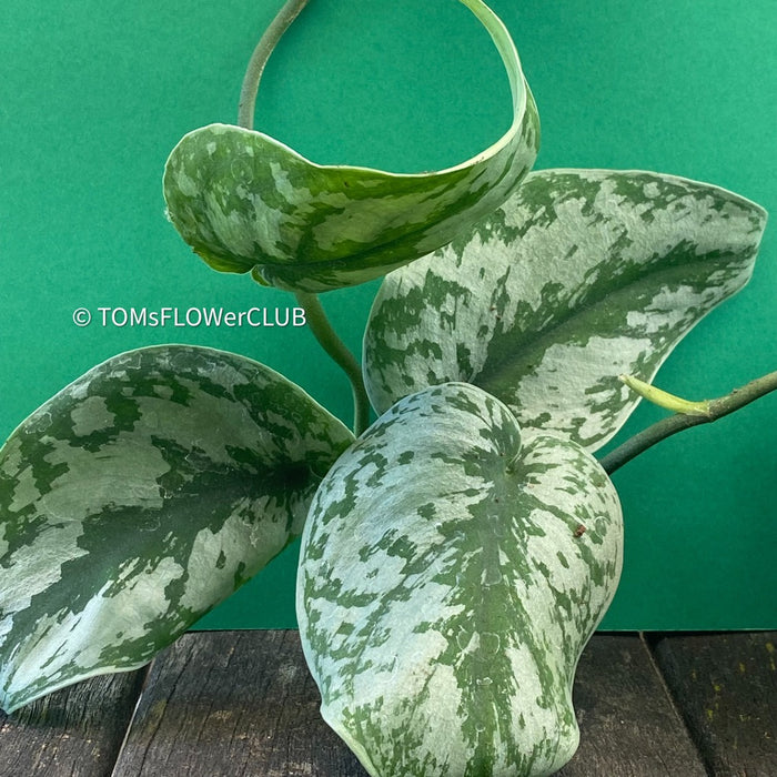Scindapsus Pictus Treble, organically grown tropical plants for sale at TOMsFLOWer CLUB.