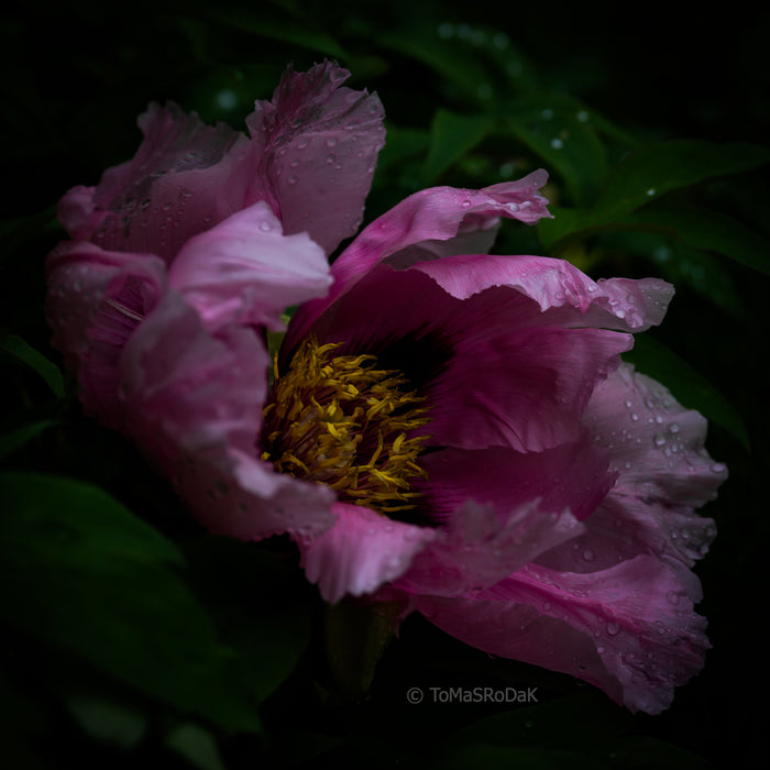 PHOTO PICTURE - Peony D47