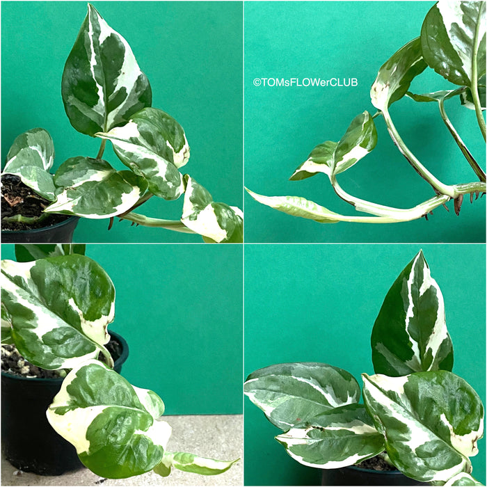 Epipremnum Pinnatum N'Joy