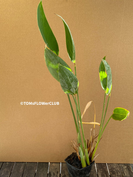 Thalia Dealbata, organically grown tropical plants for sale at TOMsFLOWer CLUB.