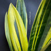 Sansevieria Trifasciata Golden Flame, organically grown succulent plants for sale at TOMsFLOWer CLUB.