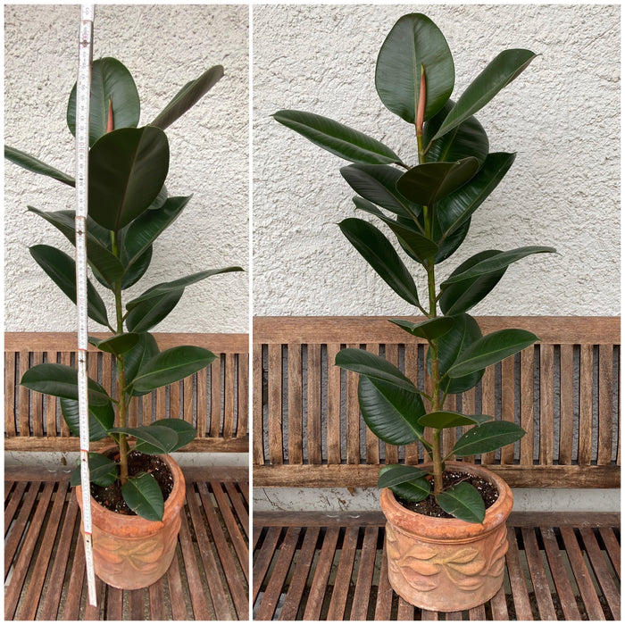 Ficus elastica - 100cm high - in clay pot