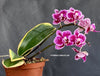 Phalaenopsis Chia E Yenlin Aurea Variegata Lila flowering orchid, organically grown tropical plants for sale at TOMsFLOWer CLUB.