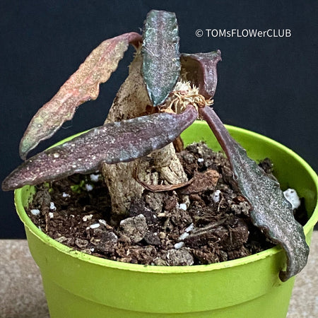 Euphorbia Francoisii, organically grown succulent plants for sale at TOMsFLOWer CLUB.