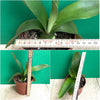 Haemanthus Albiflos, organically grown succulent plants for sale at TOMsFLOWer CLUB.