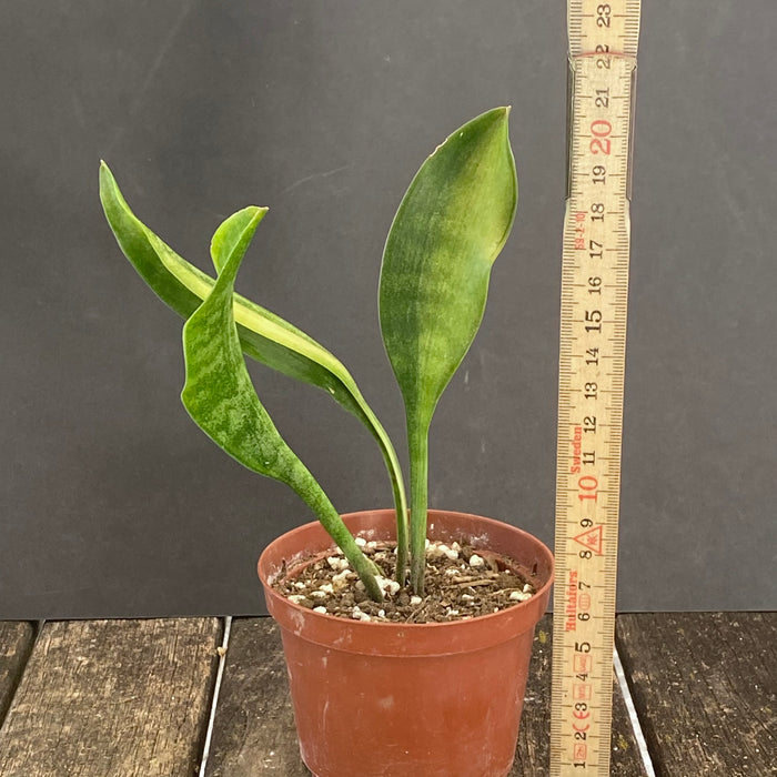 Sansevieria Concinna Aurea Variegata