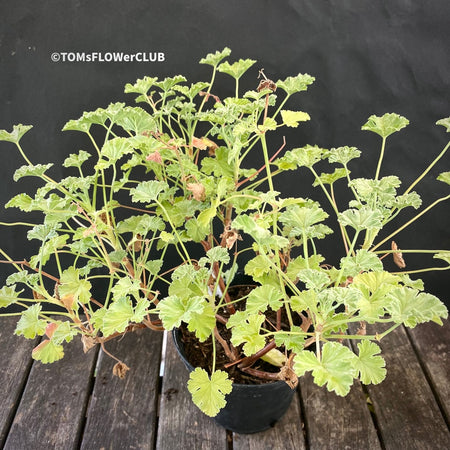 Pelargonium fragrans, organically grown tropical plants for sale at TOMsFLOWer CLUB.