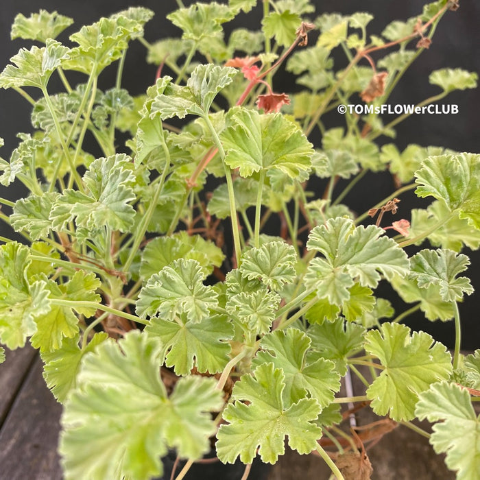 Pelargonium fragrans, organically grown tropical plants for sale at TOMsFLOWer CLUB.