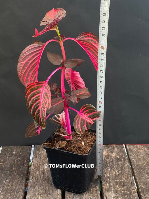 Iresine herbstii, red leaf, beefsteak plant, organically grown tropical plants for sale at TOMsFLOWer CLUB.