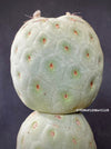 Tephrocactus Geometricus, organically grown succulent plants and cactus for sale at TOMsFLOWer CLUB.