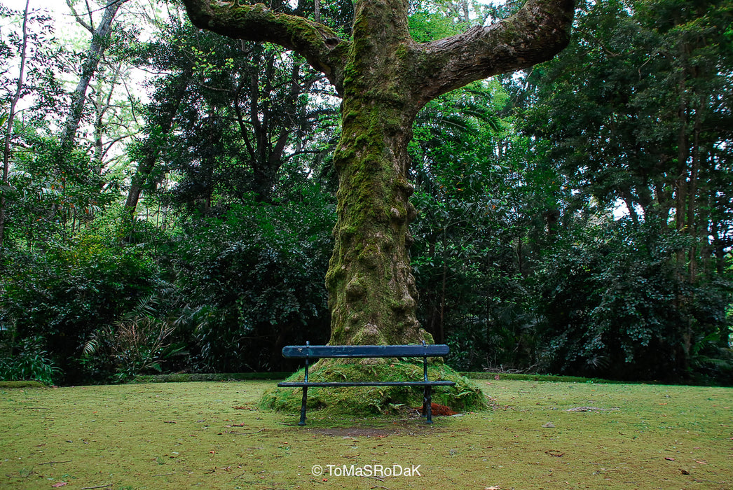 PHOTO PICTURE - Tree XLIII