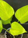 Homalomena Lemon Lime, Philodendron, organically grown tropical plants for sale at TOMsFLOWer CLUB.