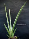 Sansevieria Suffruticosa Frosty Spears, Snake plant, Stiefmutter Zunge, Svokryne jazyky, organically grown succulent plants for sale at TOMs FLOWer CLUB.