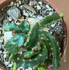 Euphorbia Stellata, organically grown succulent plants for sale at TOMsFLOWer CLUB.