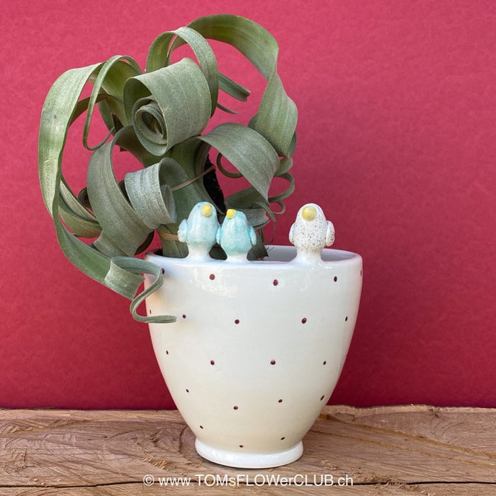 White, hand made, unique, ceramic plant pot with red dots without drain hole with three colourful birds on the pot top directly from the artist's work shop, offered for sale by TOMs FLOWer CLUB.