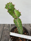Euphorbia Ledienii, organically grown succulent plants for sale at TOMsFLOWer CLUB.