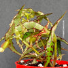 Begonia amphioxus, organically grown tropical plants for sale at TOMs FLOWer CLUB.