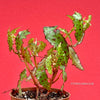 Begonia amphioxus, organically grown tropical plants for sale at TOMs FLOWer CLUB.