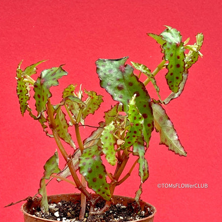 Begonia amphioxus, organically grown tropical plants for sale at TOMs FLOWer CLUB.