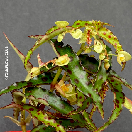 Begonia amphioxus, organically grown tropical plants for sale at TOMs FLOWer CLUB.