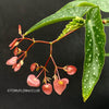 Begonia Maculata Tamaya, polka dots, Forellenbegonie, TOMs FLOWer CLUB, organically grown, Zimmerpflanzen