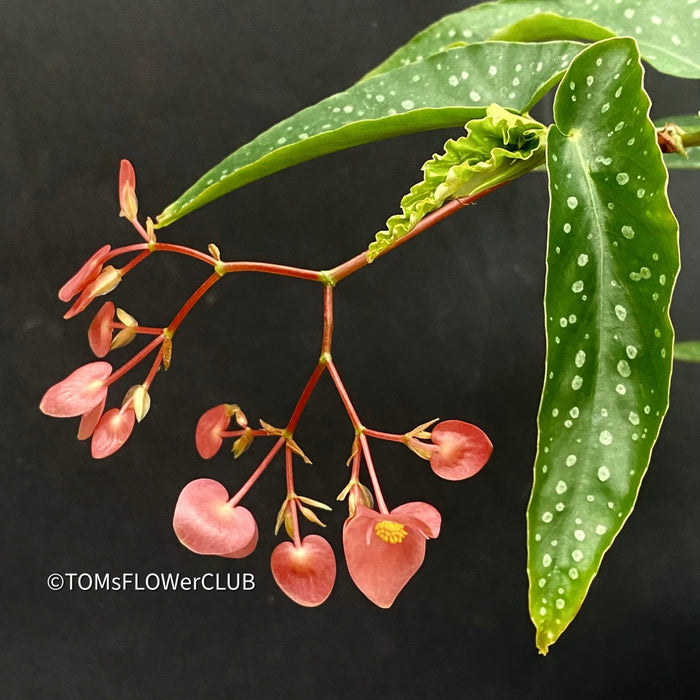 Begonia Maculata Tamaya, polka dots, Forellenbegonie, TOMs FLOWer CLUB, organically grown, Zimmerpflanzen