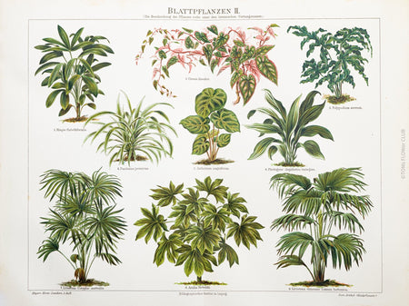 Botanical, Prints, FINE ART PRINT, Druck, Meyers Konversations Lexikon, TOMs FLOWer CLUB, TOMs ART FLOWer CLUB, Zimmerpflanzen, indoor plants, Epiphyten, EpiphytesBotanical, Prints, FINE ART PRINT, Druck, Meyers Konversations Lexikon, TOMs FLOWer CLUB, TOMs ART FLOWer CLUB, Blattpflanzen, leafy plants.  Edit alt text