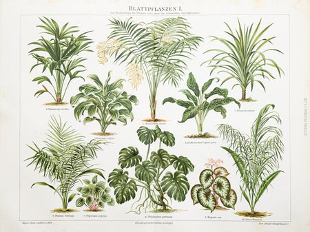 Botanical, Prints, FINE ART PRINT, Druck, Meyers Konversations Lexikon, TOMs FLOWer CLUB, TOMs ART FLOWer CLUB, Zimmerpflanzen, indoor plants, Epiphyten, EpiphytesBotanical, Prints, FINE ART PRINT, Druck, Meyers Konversations Lexikon, TOMs FLOWer CLUB, TOMs ART FLOWer CLUB, Blattpflanzen, leafy plants.