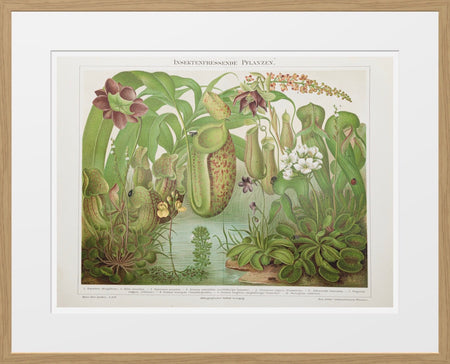 Botanical, Prints, FINE ART PRINT, Druck, Meyers Konversations Lexikon, TOMs FLOWer CLUB, TOMs ART FLOWer CLUB, Zimmerpflanzen, indoor plants, Epiphyten, EpiphytesBotanical, Prints, FINE ART PRINT, Druck, Meyers Konversations Lexikon, TOMs FLOWer CLUB, TOMs ART FLOWer CLUB, INSEKTENFRESSENDE PFLANZEN, insectivorous plants. 