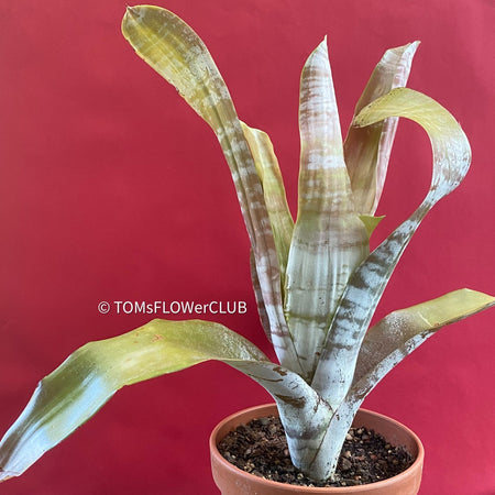 Bromelia Bilbergia zebrina, organically grown tropical plants for sale at TOMs FLOWer CLUB.