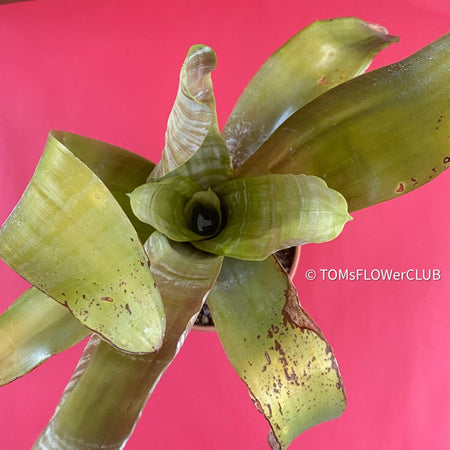 Bromelia Bilbergia zebrina, organically grown tropical plants for sale at TOMs FLOWer CLUB.