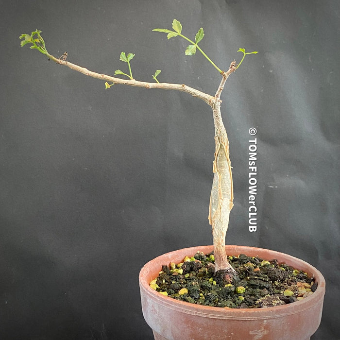 Bursera fagaroides / Scented Bursera, organically grown tropical plants for sale at TOMs FLOWer CLUB.