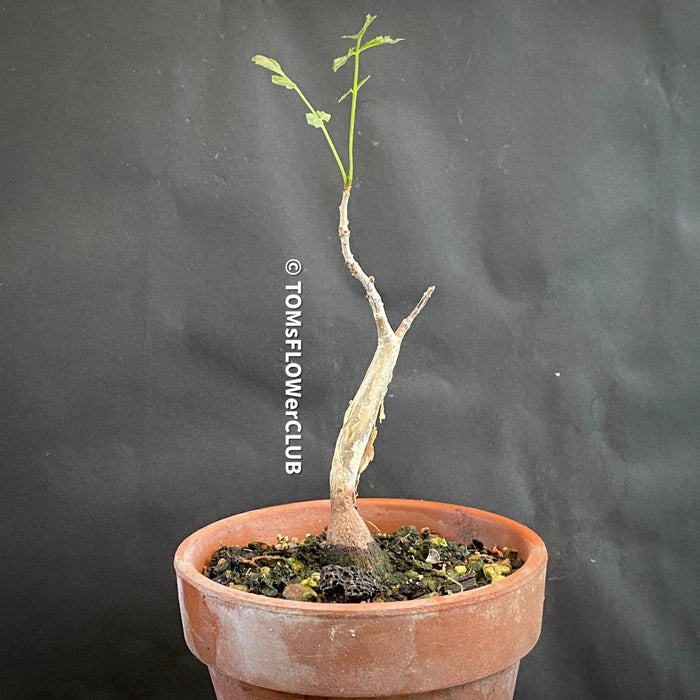 Bursera fagaroides / Scented Bursera, organically grown tropical plants for sale at TOMs FLOWer CLUB.