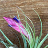 Tillandsia aeranthos, organically grown air plants for sale at TOMs FLOWer CLUB.