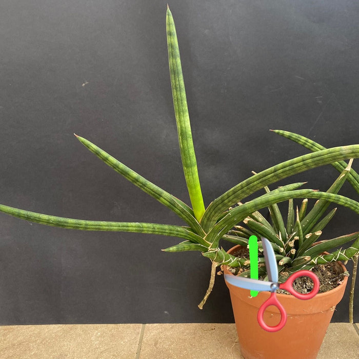 Sansevieria Ballyi, organically grown succulent plants for sale at TOMsFLOWer CLUB.