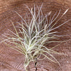 Tillandsia recurvata, organically grown air plants for sale at TOMs FLOWer CLUB.