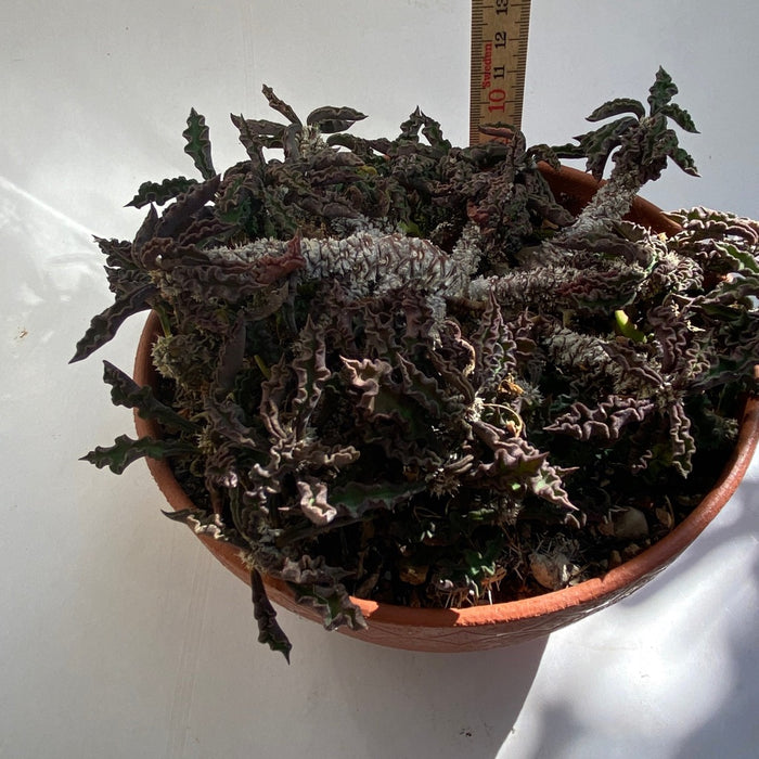 Euphorbia Decaryi, organically grown succulent plants for sale at TOMsFLOWer CLUB.