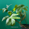 Philodendron Pedatum, organically grown tropical plants for sale at TOMsFLOWer CLUB.