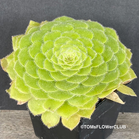 Sun loving succulent plant Aeonium Tabuliforme by TOMsFLOWer CLUB
