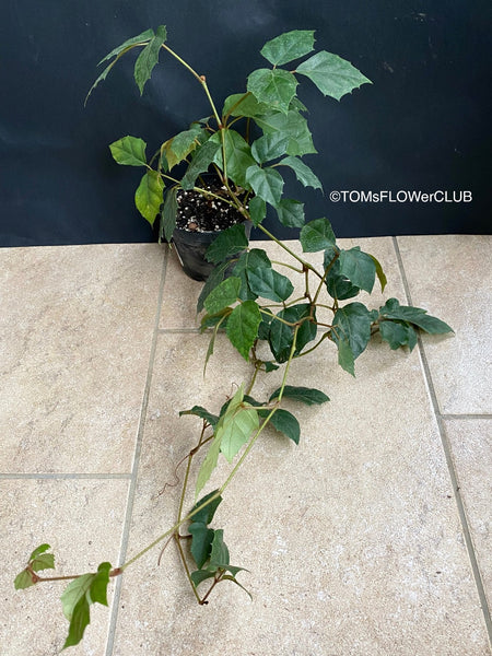 Cissus Rhombifolia, organically grown tropical plants for sale at TOMsFLOWer CLUB