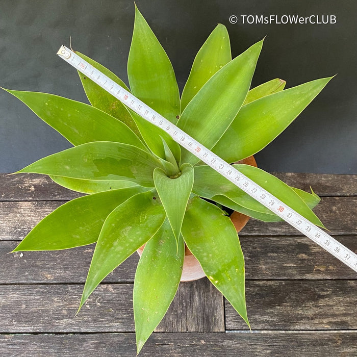 Agave Attenuata, sun loving succulent plants for sale by TOMsFLOWer CLUB