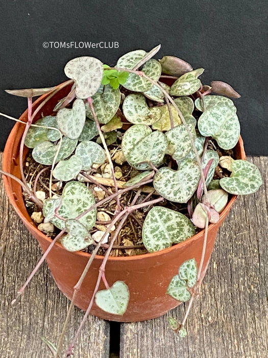 Ceropegia Woodii - String of Hearts, organically grown succulent plants for sale at TOMsFLOWer CLUB.